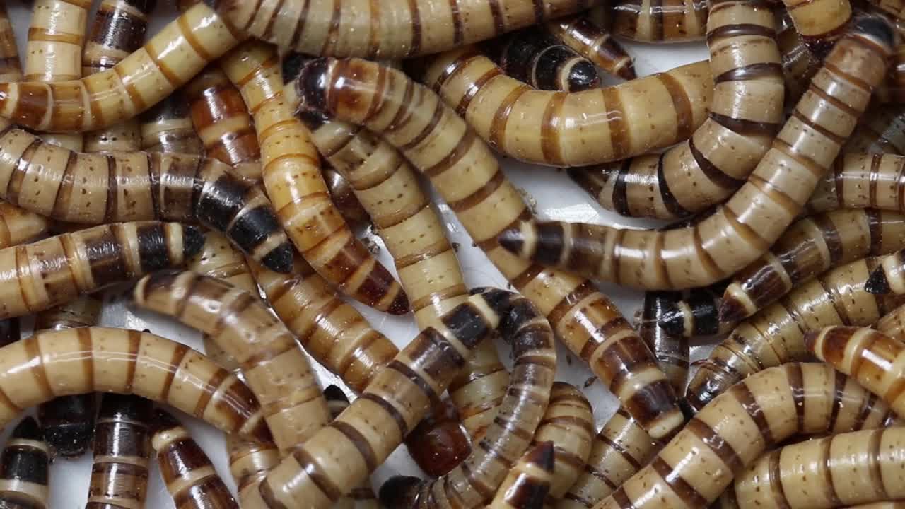 gusanos de la harina gigantes, zophobas morio