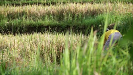 asian man harvesting plants on rice field during sunny day - static medium shot