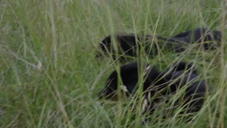 Cachorros-Rottweiler-Jugando-En-La-Hierba-Verde-Alta