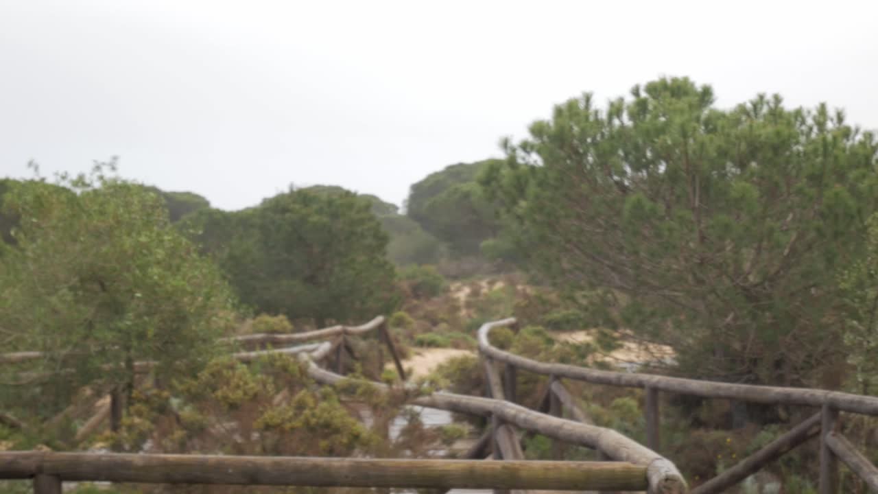 Dunes habitat in Doñana National Park with a winding wooden boardwalk path