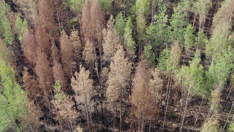 Disparo-De-Drones-Aéreos-Después-De-Un-Incendio-Forestal-Con-árboles-Y-Suelo-Parcialmente-Quemados