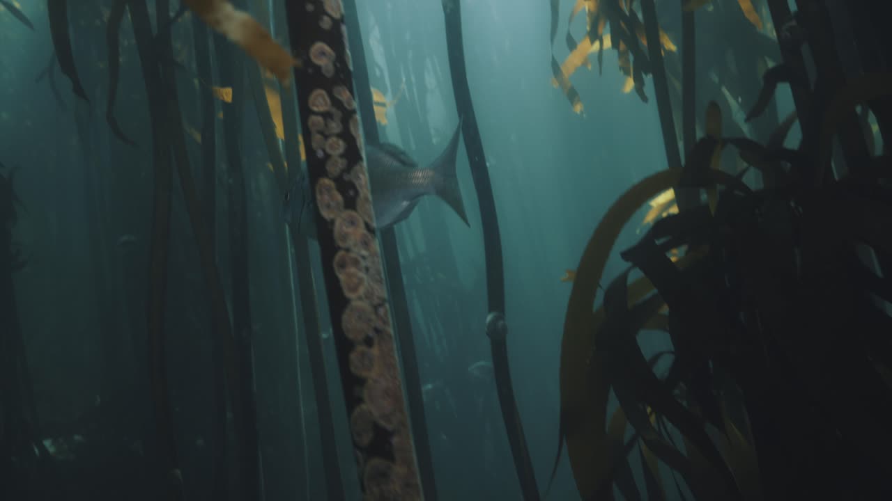 peces nadando a través del bosque de algas