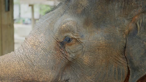 Elephant-side-profile-close-up-on-its-face