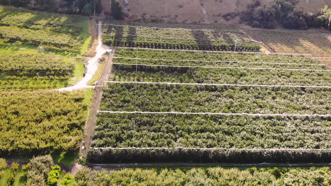 Roxburgh green cherry orchards aerial fly sideway shot on sunny day, Central Otago, New Zealand