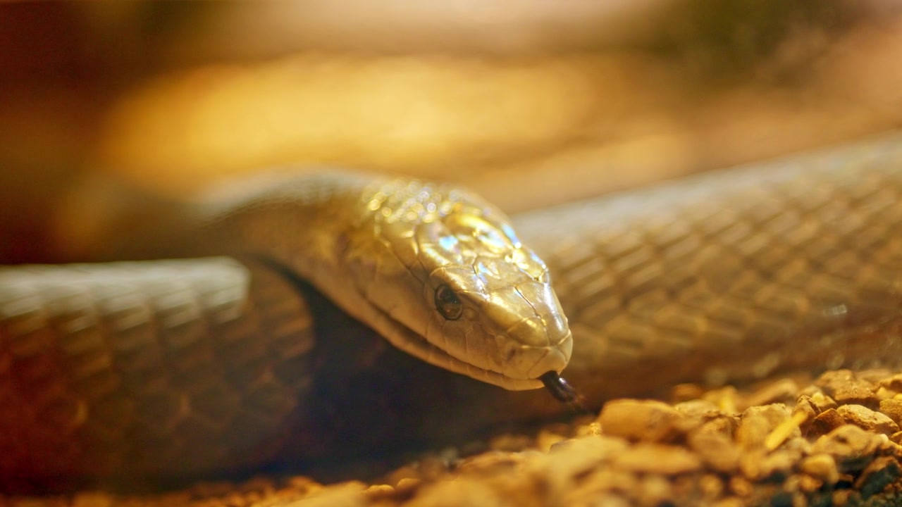 Serpente mamba nero che agita la sua lingua biforcuta