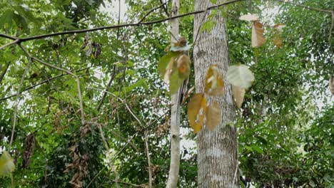 A-following-shot-of-a-Macaque-monkey-climb-a-tree-in-reel-wild-jungle-of-Borneo-in-Malaysia