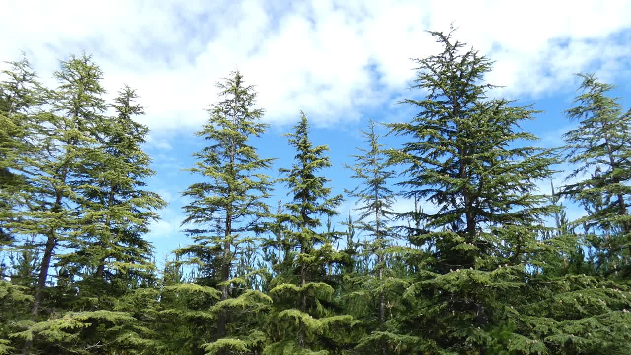 소나무는 아름다운 여름날 산들바람에 천천히 움직입니다 - canterbury