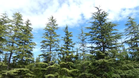 pine trees move slowly in gentle breeze on a beautiful summer's day - canterbury