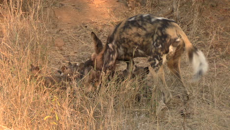 Wildhund-Spielt-Mit-Seinen-Welpen