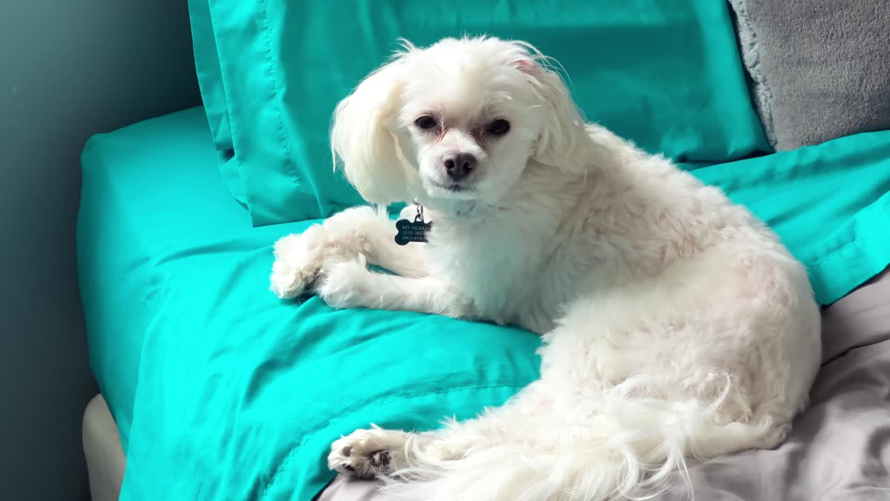 집 에서 침대 에 앉아 있는 귀여운 작은  ⁇ 색  ⁇ 색 몰테스 품종 의 개