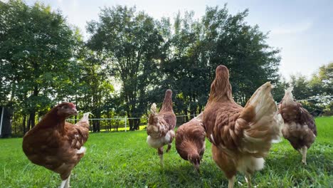 Ultra-Wide-Shot-of-Free-Roaming-Six-Isa-Brown-Chickens-Walking-Around