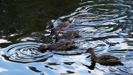 Grupo-De-Patos-Nadando-En-Un-Estanque