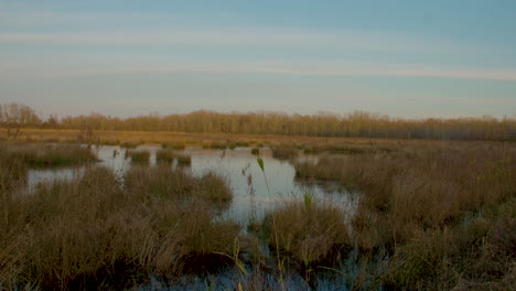 Un-Pantano-En-El-Este-De-Carolina-Del-Norte