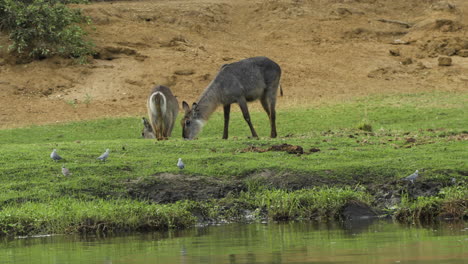 Zwei-Weibliche-Wasserböcke-Grasen-Neben-Einem-Fluss-Im-Südlichen-Afrika