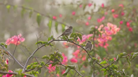 three young sparrows perch on a u-shaped branch among bright fuchsia bougainvillea, shaking off and glancing around, with one partially hidden below