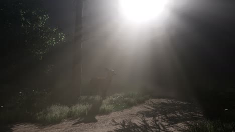 deer female in forest in fog