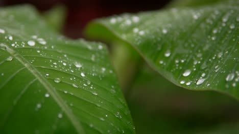 Dew-covered-green-leaves-glistening-in-soft-morning-light