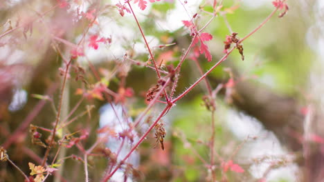 Nahaufnahme-Einer-Pflanze-Mit-Rosa-Blüten-Und-Rotem-Stiel-Und-Blättern,-Die-Wild-Im-Freien-Auf-Dem-Land-Wächst-1