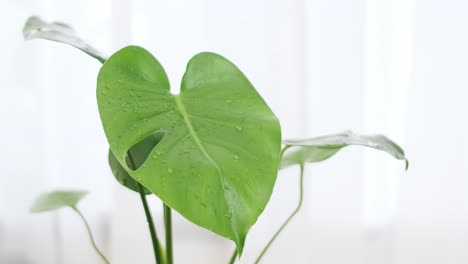 Monstera-O-Planta-De-Queso-Suizo-Hoja-Verde-Tropical-Exótica-En-Una-Maceta-De-Flores-Sobre-La-Mesa-Con-Fondo-De-Cortina-Blanca