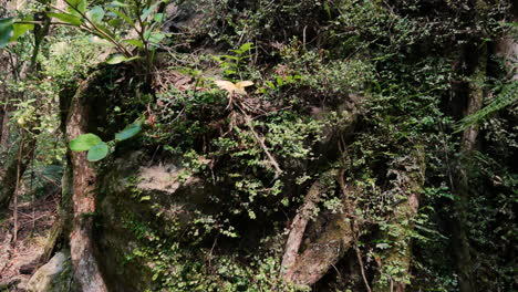 Close-up-pan-of-giant-greened-roots-of-large-trees-in-jungle-of-New-Zealand