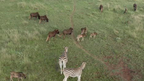 Drone-aerial-footage-of-Wildebeest-babies-with-herd-in-the-wild