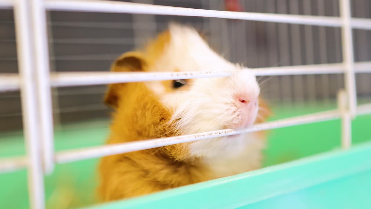 An Abyssinian guinea pig moves around its cage, appearing curious and active, under bright lighting