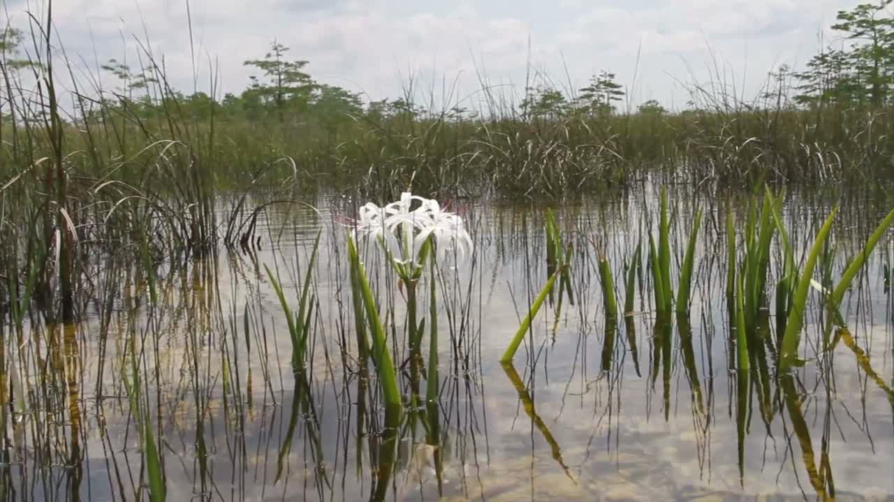 백합은 플로리다 에버글레이즈의 늪에서 자랍니다.