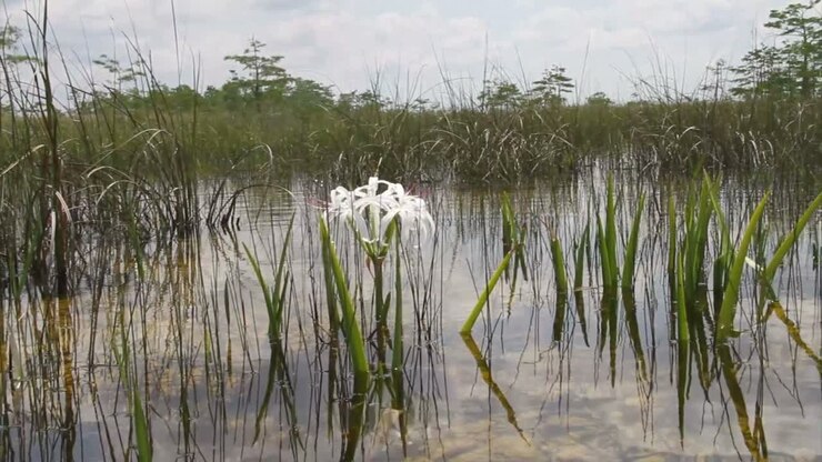 A lily grows in a swamp in the Florida Everglades