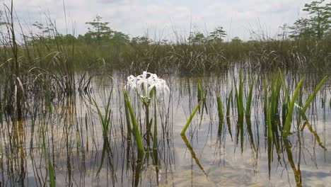 a lily grows in a swamp in the florida everglades