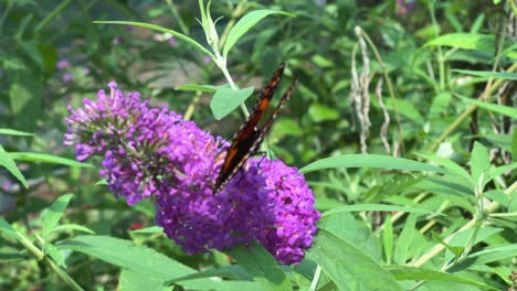 Monarchfalter-Auf-Lila-Phlox-Blume,-Nahaufnahme