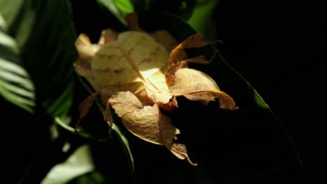 insecto de hoja javanés, phyllium pulchrifolium, forma amarilla femenina, imágenes de 4k