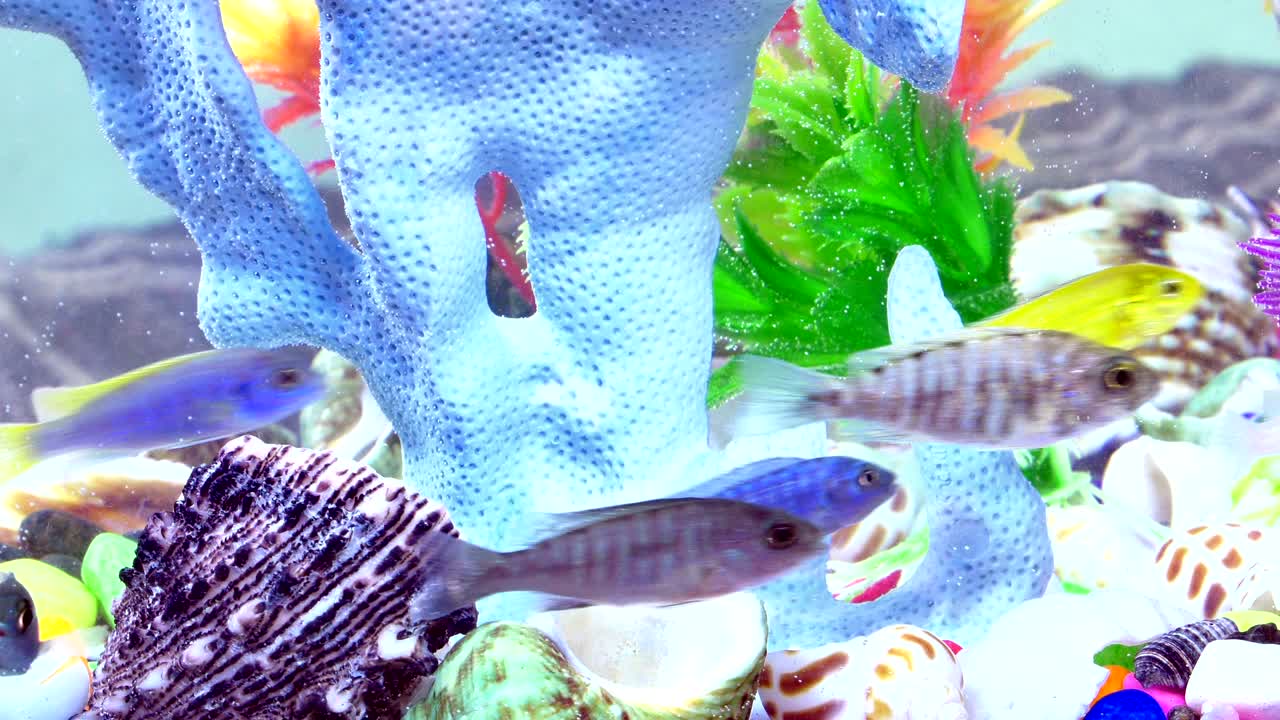 다채로운 수족관에서 물 에 있는 물고기