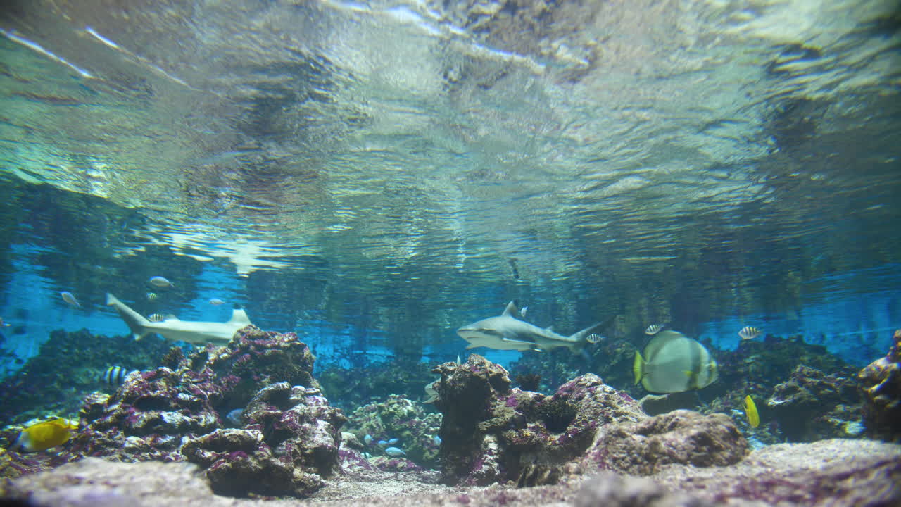 tiburones de arrecife de punta negra y peces tropicales en un acuario de montpellier.