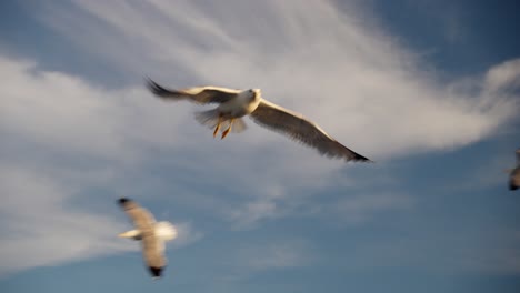 tracking shot of seagull in flight