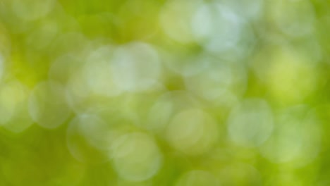 explore the mesmerizing blur of greenery in this captivating outdoor nature video.