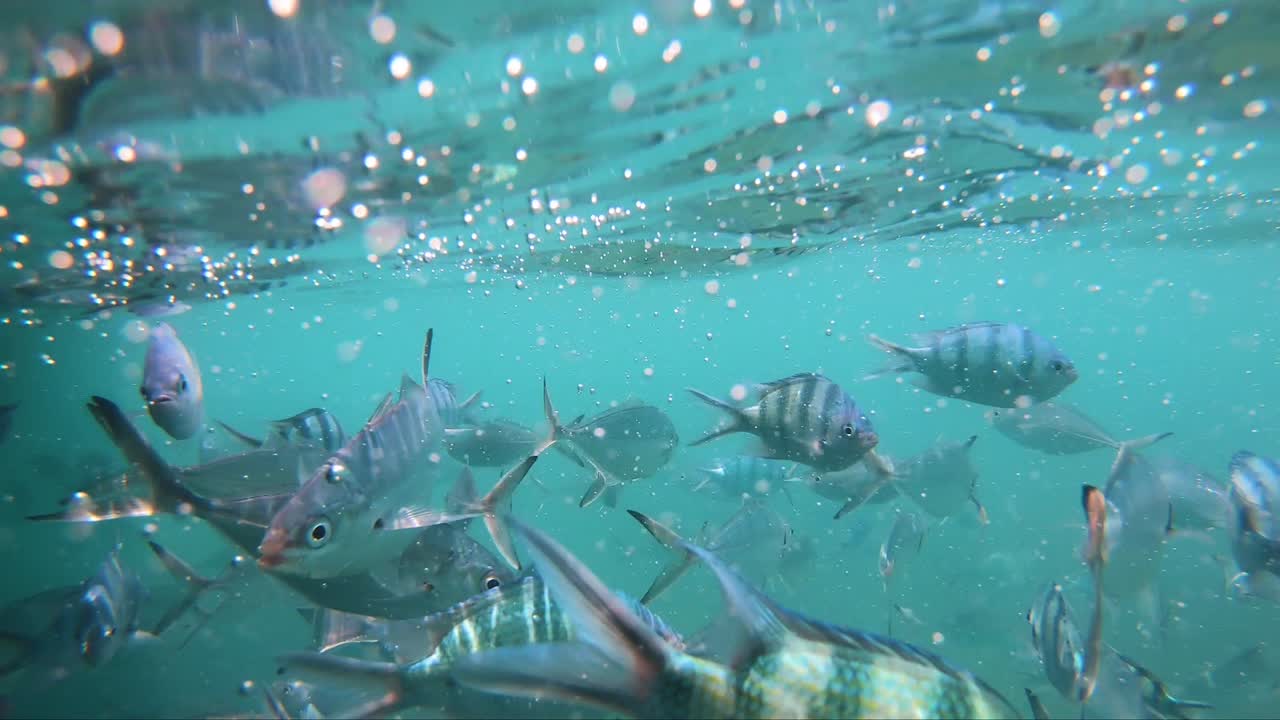 바다 의 물고기 어리