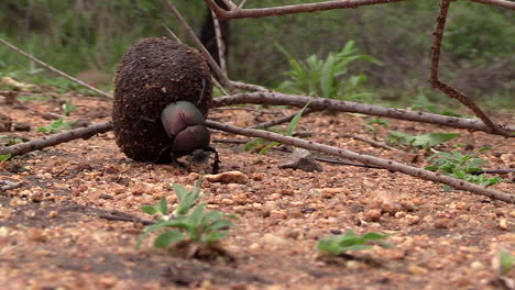 Close-up-of-a-dung-beetle-rolling-a-ball-with-his-hind-legs-in-Africa