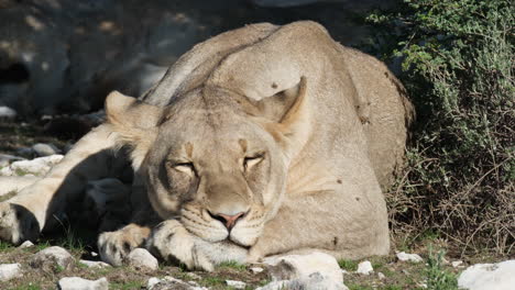 Female-Lion-Sleeping-In-The-Forest---Close-Up