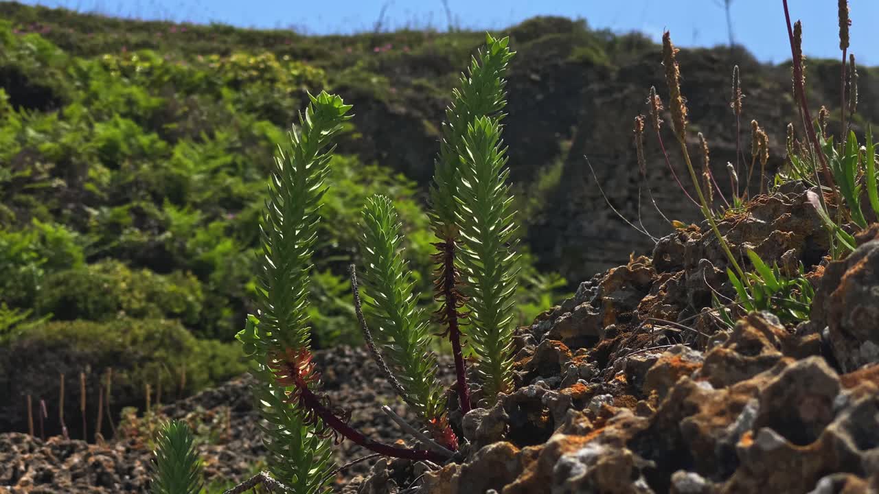 여름 에 다채로운 바다 꽃
