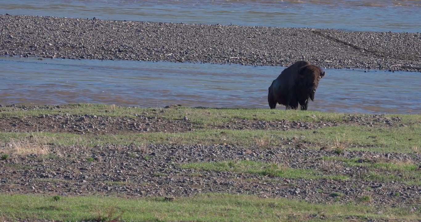 Ampia inquadratura di una mandria di bisonti americani che esce da un fiume impetuoso in Nord America. Filmato naturalistico che cattura un attraversamento fluviale attraverso un paesaggio aspro