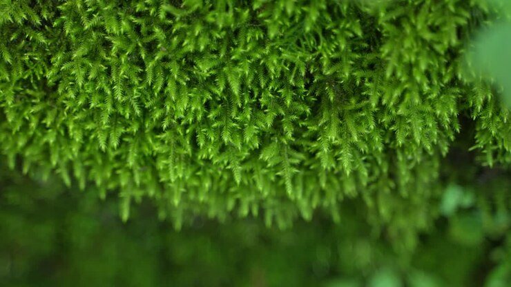 The wall is filled with various wild plants and moss