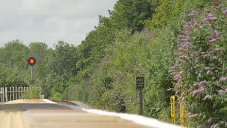 green bush by train track