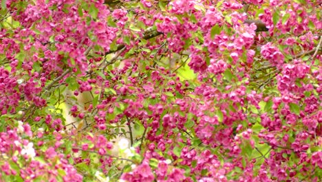 a tennessee warbler feeding in the pink blossom of a tree.