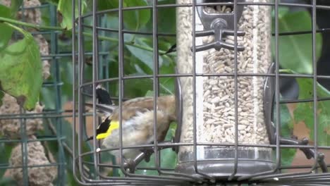 a juvenile goldfinch, carduelis carduelis, feeding from a birder feeder full of sunflower hearts