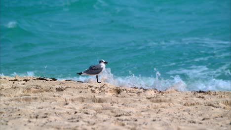 Lonely-seagull-standing-at-the-beach-in-Cancun-Mexico-with-the-turquoise-sea-behind-and-waves-splashing