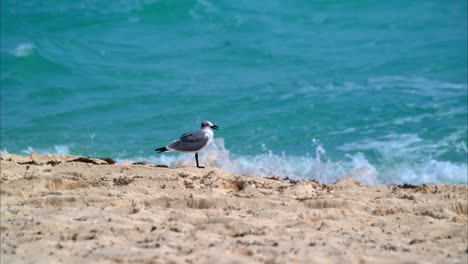 lonely seagull standing at the beach in cancun mexico with the turquoise sea behind and waves splashing