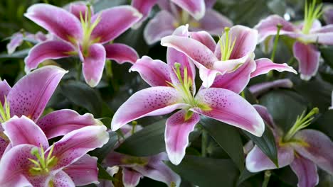 beautiful garden with lilac lilies and a little flying bee