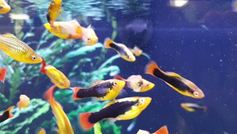 Shoals-of-bright-golden-orange-and-black-platy-tropical-fish-in-freshwater-tank