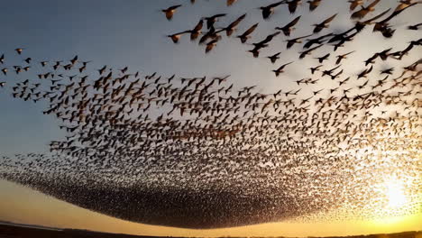 a mesmerizing murmuration of starlings at sunset