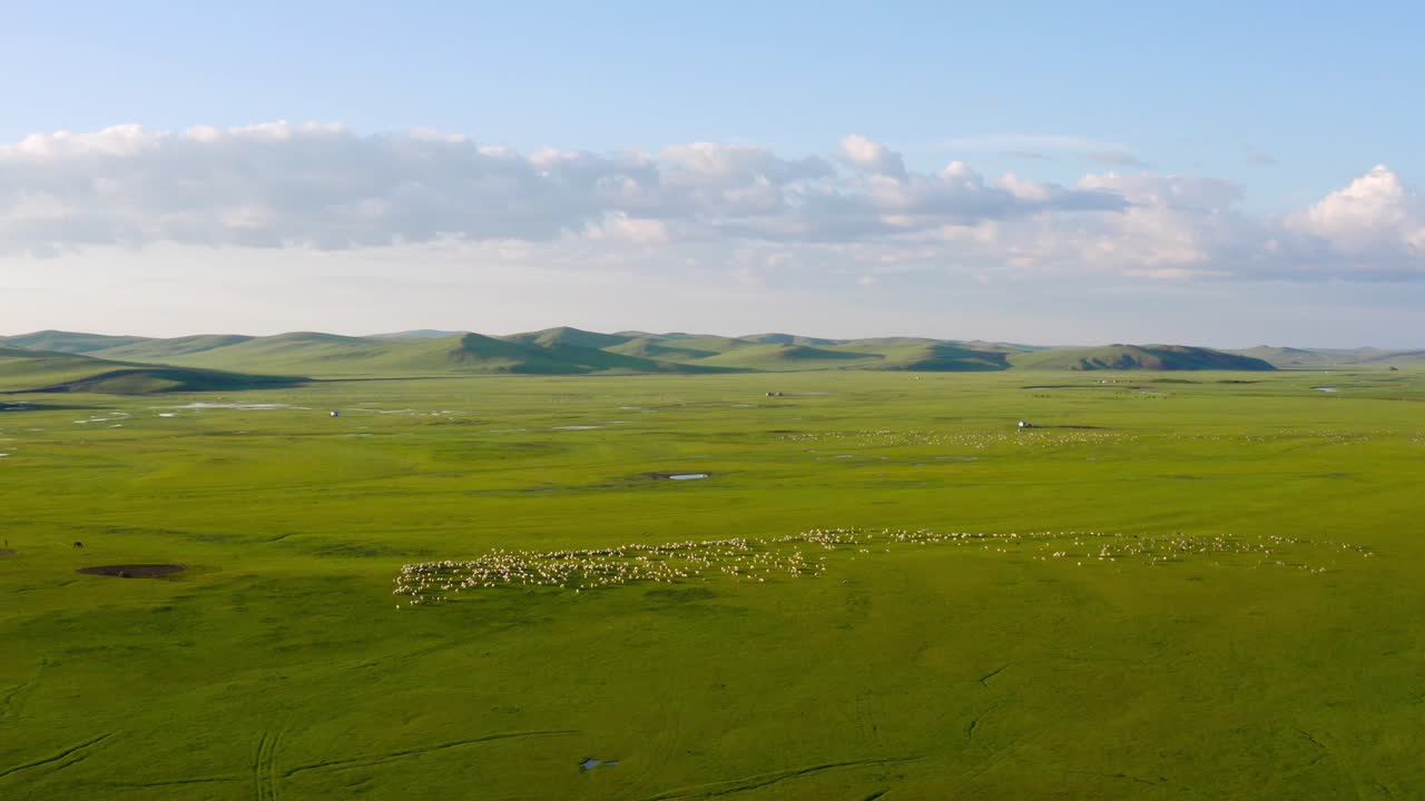 дрон вращается вокруг монгольских луговых равнин с скотом скота, свободно бродящим